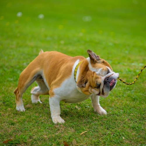 Talulah, TLU's live Bulldog, shaking in the grass